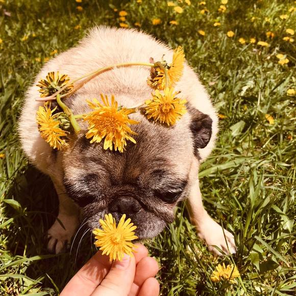 Meet your Posher, Piper - Picture 1 of 1